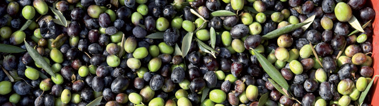 olive-